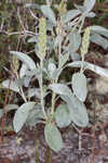 Gulf Coast lupine